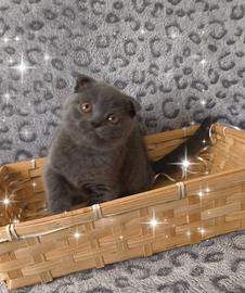 Gattino scottish fold