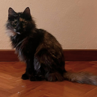 Norvegese delle foreste femmina per accoppiamento