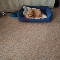 Cucciola femmina di maltipo