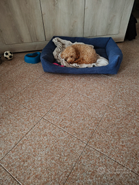 Cucciola femmina di maltipo