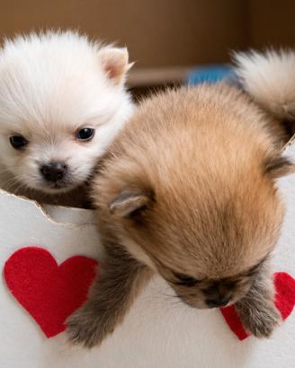 Cuccioli di Pomerania con pedigree ENCI