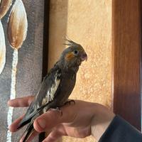 Kakariki e calopsite allevate a mano