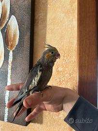 Kakariki e calopsite allevate a mano