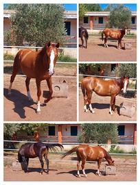 Anglo-arabo del 2023