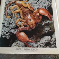 enciclopedia gli animali e il loro mondo 