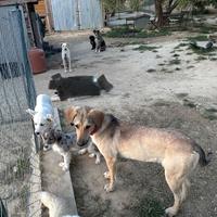Cani di varia taglia ed età, cuccioli ed adulti gi