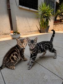 Cuccioli di bengala marble