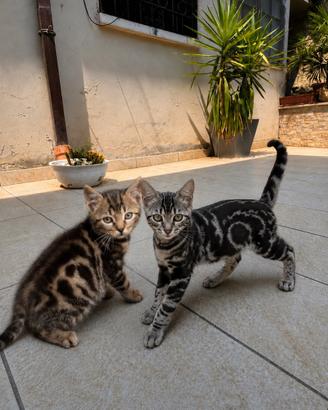 Cuccioli di bengala marble
