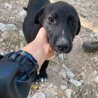 Cuccioli alla riscossa