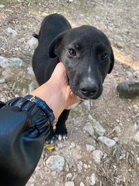 Cuccioli alla riscossa