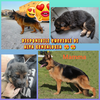 Cuccioli pastore tedesco