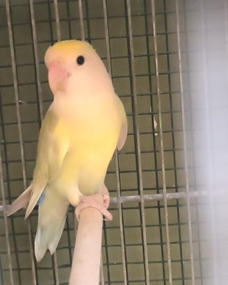 Pappagalli inseparabili cocorite parrocchetti
