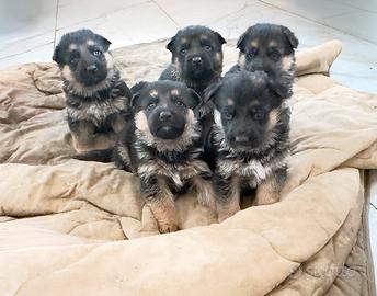 Cucciolo pastore tedesco