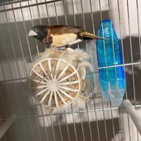 Passerò del Giappone