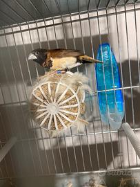 Passerò del Giappone