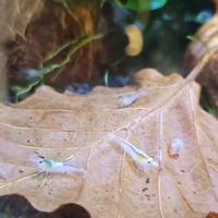 Neocaridina perla bianca