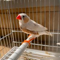 6 bengalini diamantini con gabbia e mangime