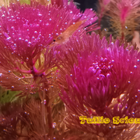 Caridine e potature di T. S