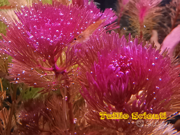 Caridine e potature di T. S