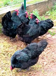 2 Galline Australorp