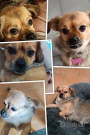 cagnolina