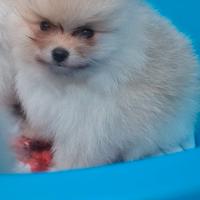 Pomerania nano