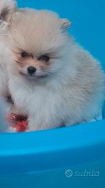 Pomerania nano