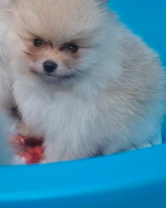 Pomerania nano