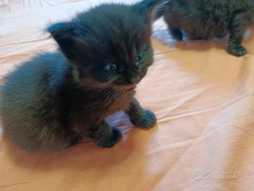 Gatti Maine coon xxl