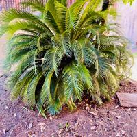 Giardino pineta Cycas
