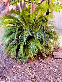 Giardino pineta Cycas
