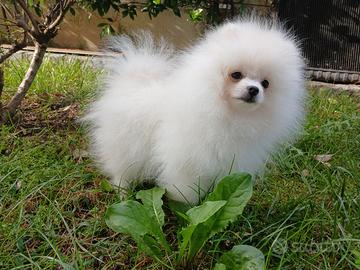 Cuccioli Spitz nano