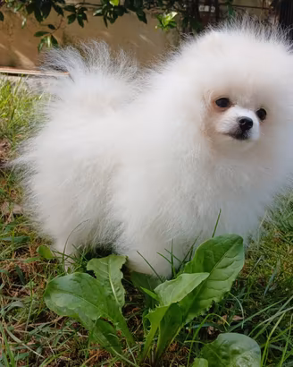 Cuccioli Spitz nano