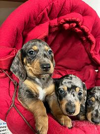 Cucciolata di bassotto