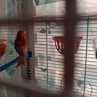 Canarino rosso maschio +gabbia grande