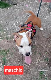 Cuccioli amstaff