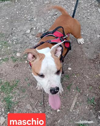 Cuccioli amstaff