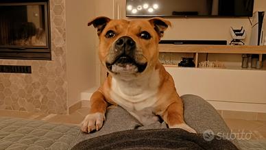 English Staffordshire bull terrier