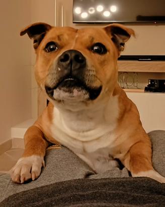 English Staffordshire bull terrier