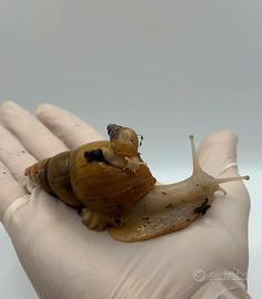 Chiocciola gigante africana