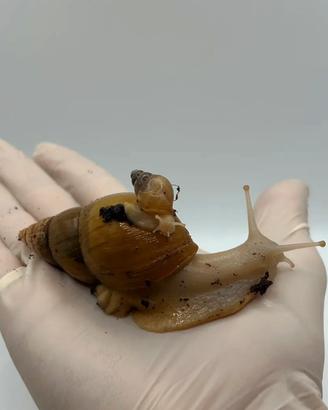 Chiocciola gigante africana