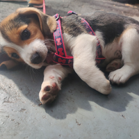 Beagle tricolore femmina