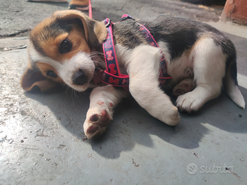 Beagle tricolore femmina