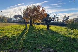 Terreno di 9000 m² a Zagarolo