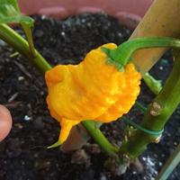 Semi Carolina Reaper, 7 Pot, Habanero, Diavolicchi