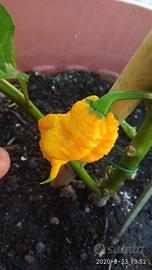 Semi Carolina Reaper, 7 Pot, Habanero, Diavolicchi