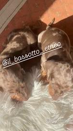 Bassotti enci