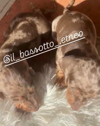 Bassotti enci