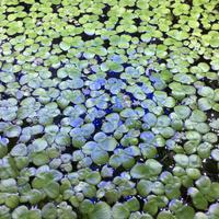 Pianta acquario Spirodela Polyrihza