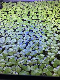 Pianta acquario Spirodela Polyrihza